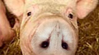 Viral Video: రైలు పైకి ఎక్కేందుకు ట్రై చేసిన మహిళ.. కట్ చేస్తే.. పోలీస్ ఎంట్రీతో మారిన సీన్..