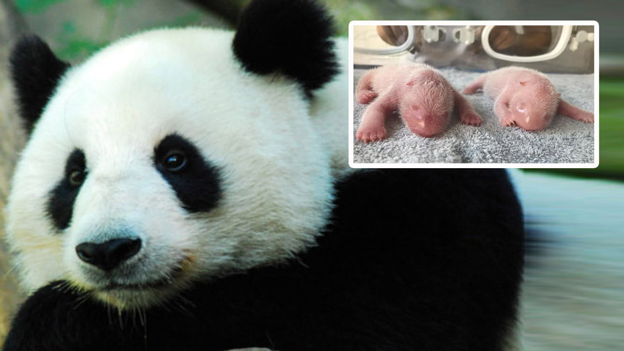 Panda Twins: చైనాలో పుట్టిన పాండా కవలలు.. అంతరించిపోతున్న జీవులకు ప్రాణం పోస్తున్న శాస్త్రవేత్తలు..