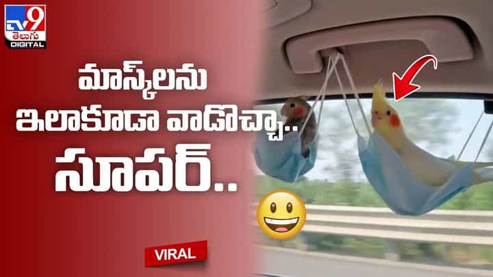 మాస్క్లతో పెంపుడు చిలకలకు ఊయల !! వినూత్న ప్రయోగం చూసి షాక్ అవుతున్న నెటిజన్లు మాస్క్లతో పెంపుడు చిలకలకు ఊయల !! వినూత్న ప్రయోగం చూసి షాక్ అవుతున్న నెటిజన్లు
