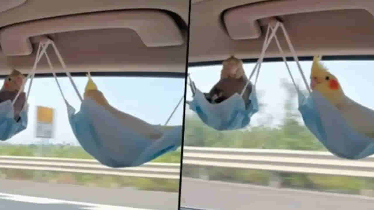 Viral Video: మాస్క్లతో ఊయల కట్టిన కారు యజమాని.. చిలుకలు ఎలా షికారు చేస్తున్నాయో మీరే చూడండి..