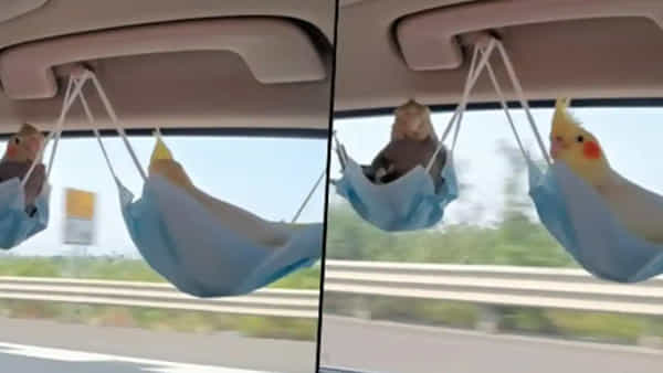 Viral Video: మాస్క్లతో ఊయల కట్టిన కారు యజమాని.. చిలుకలు ఎలా షికారు చేస్తున్నాయో మీరే చూడండి..