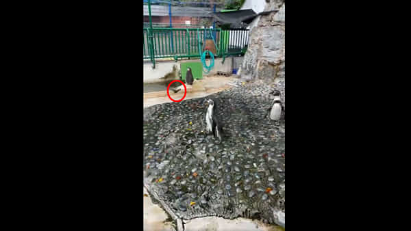 Viral Video: మోస్ట్ బ్యూటీఫుల్ వీడియో.. పెంగ్విన్ గ్యాంగ్కు ముచ్చెమటలు పట్టించిన సీతాకోక చిలుక..