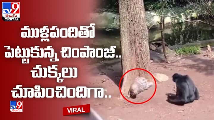 Viral: ముళ్లపందితో పెట్టుకున్న కొండముచ్చు.. చుక్కలు చూపించిందిగా Viral: ముళ్లపందితో పెట్టుకున్న కొండముచ్చు.. చుక్కలు చూపించిందిగా