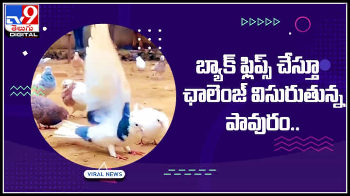 Pigion Backflips: బ్యాక్ ఫ్లిప్స్ చేస్తూ ఛాలెంజ్ విసురుతున్న పావురం.. వైరల్ అవుతున్న క్యూట్ వీడియో Pigion Backflips: బ్యాక్ ఫ్లిప్స్ చేస్తూ ఛాలెంజ్ విసురుతున్న పావురం.. వైరల్ అవుతున్న క్యూట్ వీడియో