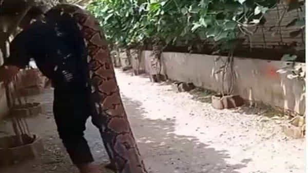 Viral Video: బాబోయ్..ఇది హర్రర్ మూవీ క్లిప్ కాదుకదా..? భారీ కొండచిలువను భుజాలపై మోసుకెళ్తున్నాడు..