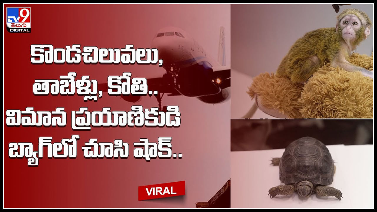 Viral Video: విమాన ప్రయాణికుడి బ్యాగ్‌లో కొండచిలువలు, తాబేళ్లు, కోతి.. చూసి షాక్ అవుతున్న నెటిజన్లు..(వీడియో)