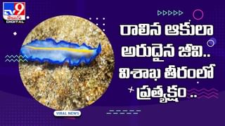 సెలయేట్లో ఎలుగుబంట్ల గెట్‌ టుగెదర్‌ !! ట్వీట్లతో హోరెత్తిస్తున్న నెటిజన్లు