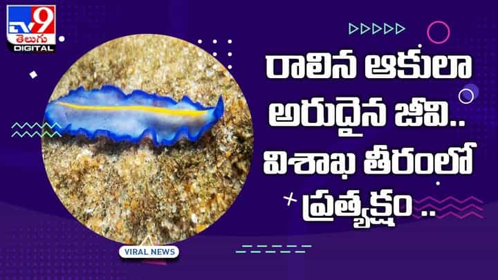 రాలిన ఆకులా ఉన్న జీవి !! విశాఖ తీరంలో ప్రత్యక్షం రాలిన ఆకులా ఉన్న జీవి !! విశాఖ తీరంలో ప్రత్యక్షం