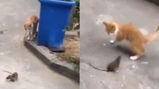 Viral Video: కూతురు బర్త్‌డేకి వ్యాపారి స్పెషల్ పార్టీ.. లక్ష పానీపూరీలు ఉచితంగా పంపిణీ .. కూతుళ్ళ గొప్పదనం తెలియజేసేందుకే ఇలా..