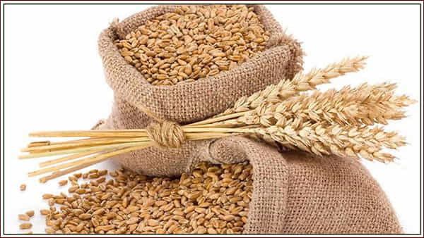 Ration Update: కోట్లాది మంది రేషన్ కార్డు లబ్ధిదారులపై ప్రభావం.. ఉచిత గోధుమల పంపిణీపై నిషేధం..!