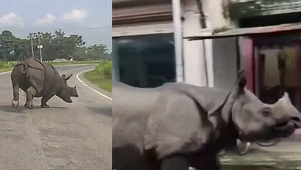 Viral Video: వీధుల్లో రైనా వీర విహరం.. రద్దీగా ఉన్న రోడ్లపై దర్జాగా తిరుగుతున్న ఖడ్గమృగం.. ఎక్కడో తెలిస్తే షాకే!