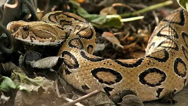 Snake: వామ్మో పాము.. మామూలు కొండచిలువ అనుకున్నారు.. కానీ, కాటేస్తే కాటికే అని తెలిసి పరుగులు తీశారు..