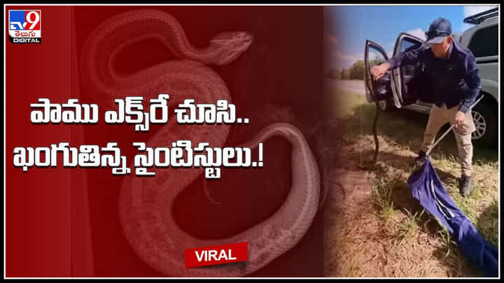 Snake X- rey: పాముకు ఎక్స్రే చూసి.. ఖంగుతిన్న సైంటిస్టులు.! భారీ పాము శరీరభాగంలో విస్తుపోయే ఆకారం.. Snake X- rey: పాముకు ఎక్స్రే చూసి.. ఖంగుతిన్న సైంటిస్టులు.! భారీ పాము శరీరభాగంలో విస్తుపోయే ఆకారం..