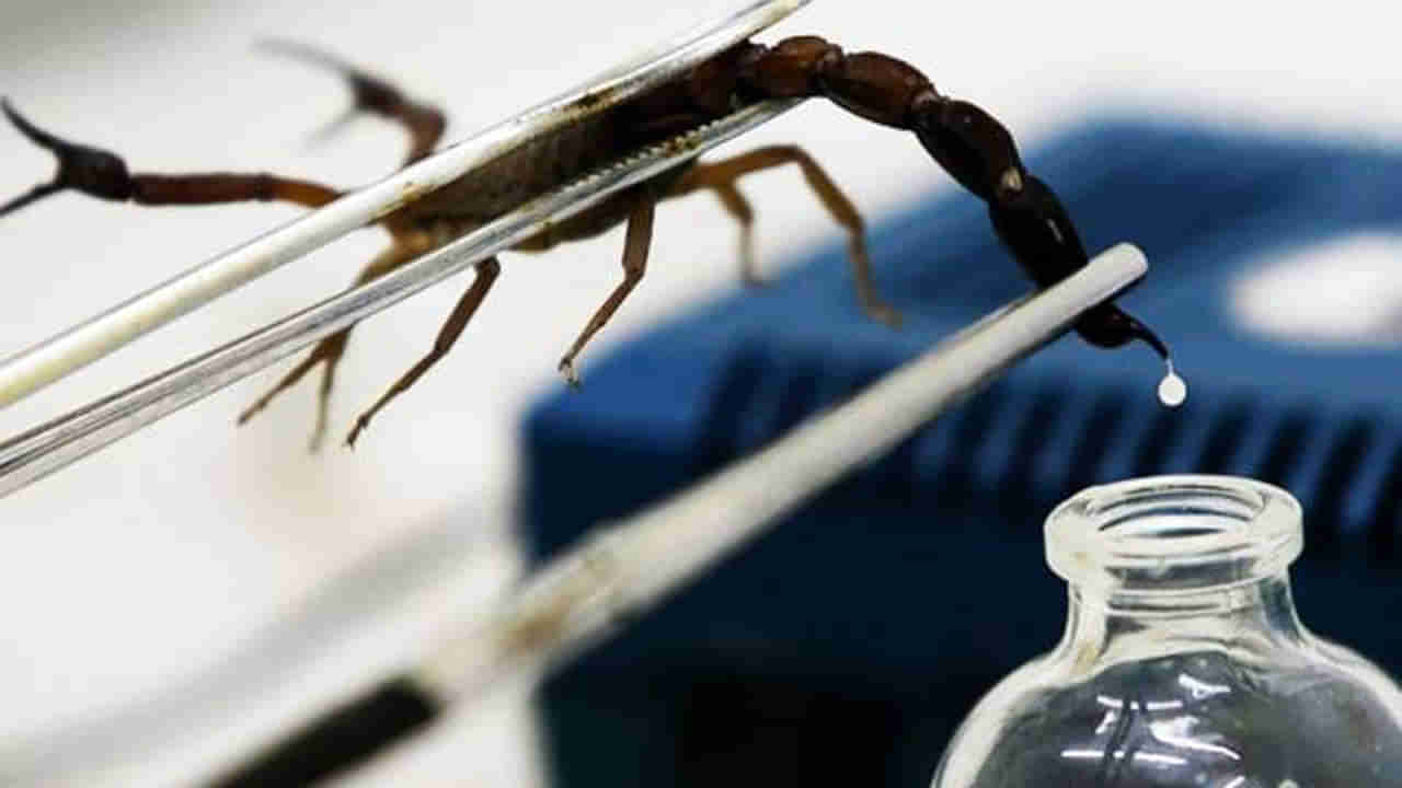 Scorpion Venom: తేలు విషానికి భారీ డిమాండ్.. లీటరు రూ. 80 కోట్లు.. ఆ దేశంలో ప్రత్యేక ల్యాబ్స్ లో తేళ్ల పెంపకం