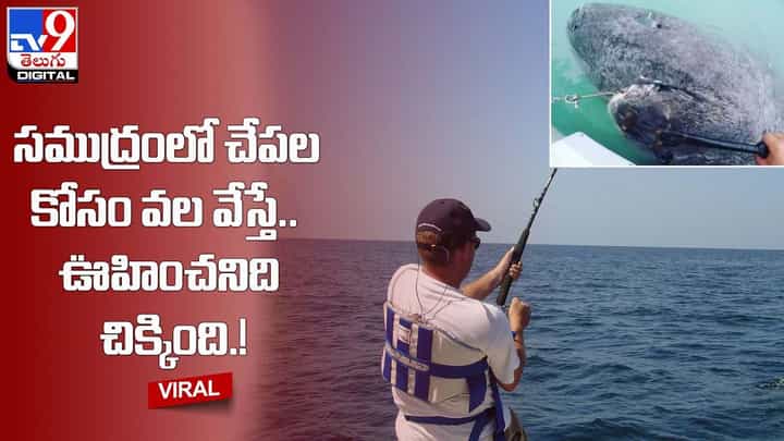 సముద్రంలో చేపల కోసం వల వేస్తే ఊహించనిది చిక్కింది !! సముద్రంలో చేపల కోసం వల వేస్తే ఊహించనిది చిక్కింది !!