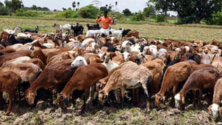 Viral Video: సెల్‌ఫోన్‌ షాప్‌కొచ్చిన ఎద్దులు.. తెగ కుమ్మేసుకున్నాయ్‌.. పాపం దుకాణదారుడి పరిస్థితి..!