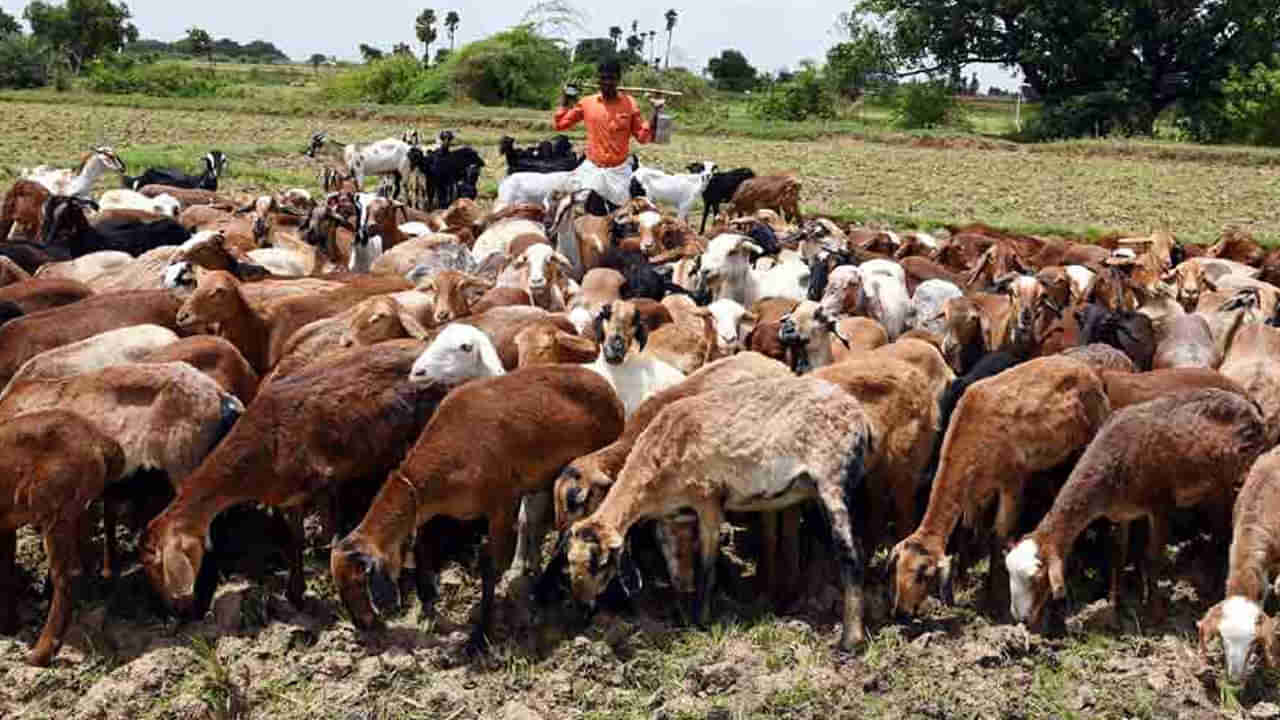 Viral: గొర్రెలు మేపేందుకు వెళ్లిన కాపరికి నది ఒడ్డున మెరుస్తూ కనిపించిన వస్తువు.. ఏంటా అని వెళ్లి చూడగా కళ్లు జిగేల్