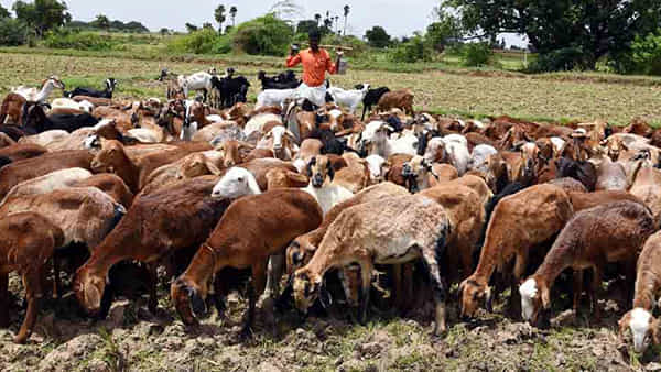Viral: గొర్రెలు మేపేందుకు వెళ్లిన కాపరికి నది ఒడ్డున మెరుస్తూ కనిపించిన వస్తువు.. ఏంటా అని వెళ్లి చూడగా కళ్లు జిగేల్