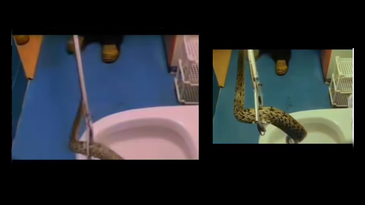 Viral Video: వాష్‌రూమ్‌లోకి వెళ్లగా.. దూసుకొచ్చిన అనుకోని అతిధి.. దెబ్బకు గుండె గుభేల్!