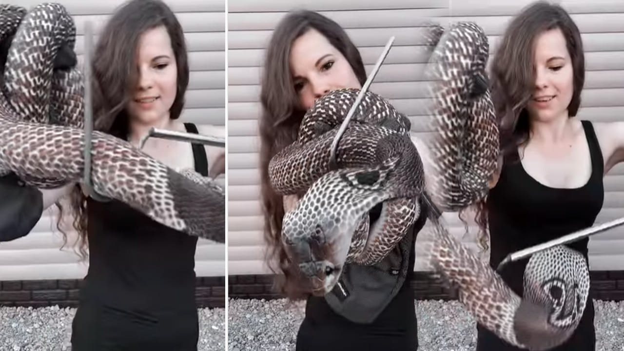 Viral Video: పాముతోనే పరాచకాలు ఆడింది.. ఊహించని షాక్ ఇచ్చింది.. వైరల్ వీడియో