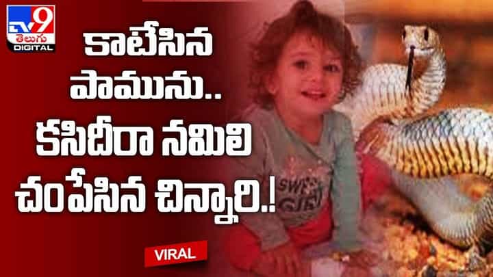 Viral: కాటేసిన పామును.. కసిదీరా నమిలి చంపేసిన చిన్నారి !! Viral: కాటేసిన పామును.. కసిదీరా నమిలి చంపేసిన చిన్నారి !!