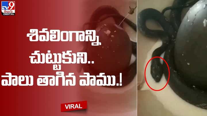 Viral: ఆలయంలో అద్భుతం !! శివలింగాన్ని చుట్టుకుని పాలు తాగిన పాము !! Viral: ఆలయంలో అద్భుతం !! శివలింగాన్ని చుట్టుకుని పాలు తాగిన పాము !!