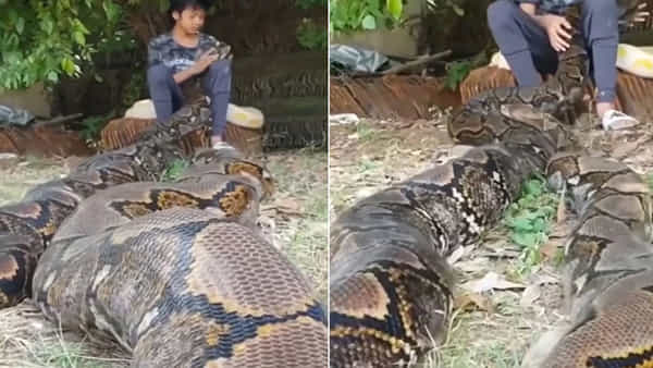 Viral Video: వామ్మో ఈ అమ్మాయికి ఎన్ని గుండెలు.. అతి పెద్ద పైథాన్ను ఎలా ముద్దు చేస్తుందో చూడండి