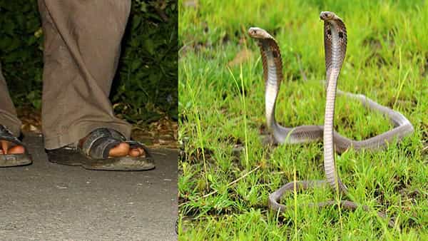 Viral News: నమ్మలేని నిజం.. 25 ఏళ్లుగా ఒకే ఫ్యామిలీలోని 12మందిని ఒకే ప్లేస్ లో కాటేసిన పాములు.. ఐదుగురు మృతి