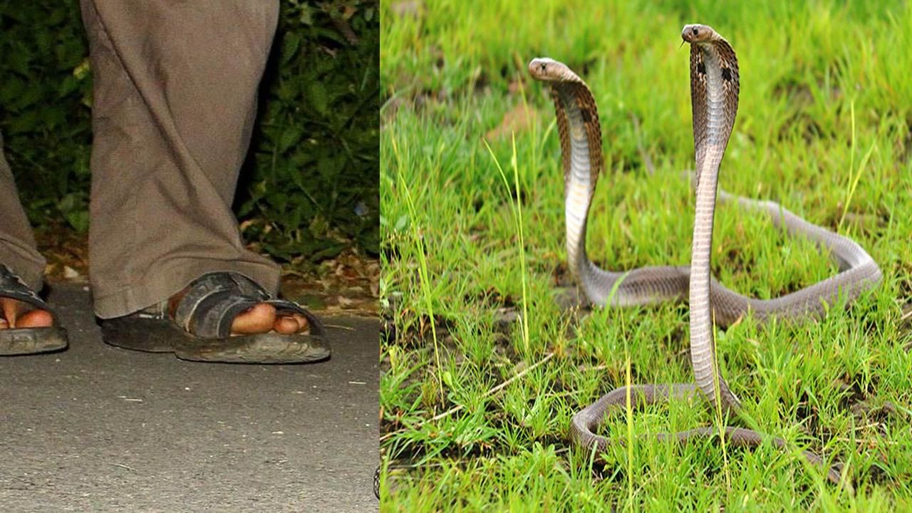 Viral News: నమ్మలేని నిజం.. 25 ఏళ్లుగా ఒకే ఫ్యామిలీలోని 12మందిని ఒకే ప్లేస్ లో కాటేసిన పాములు.. ఐదుగురు మృతి