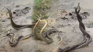 Viral Video: కాకిని వేటాడిన డేగ.. సినిమా స్టైల్లో మర్డర్‌..! షాకింగ్‌ వీడియో చూస్తే అందరి ఫ్యూజులు అవుట్!