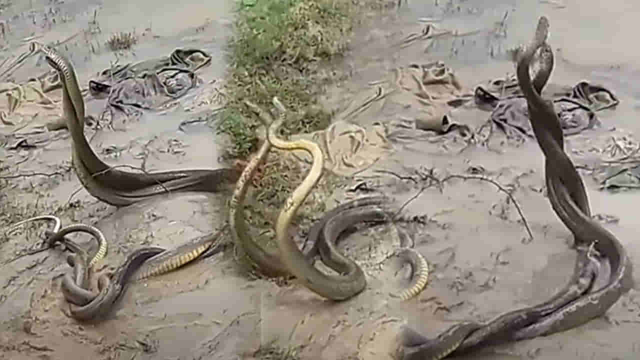 Viral Video: లోకాన్ని మైమరిచి.. ప్రేమలో మునిగి.. ఈ పాముల సైయ్యట చూస్తే అవాక్కవుతారు..