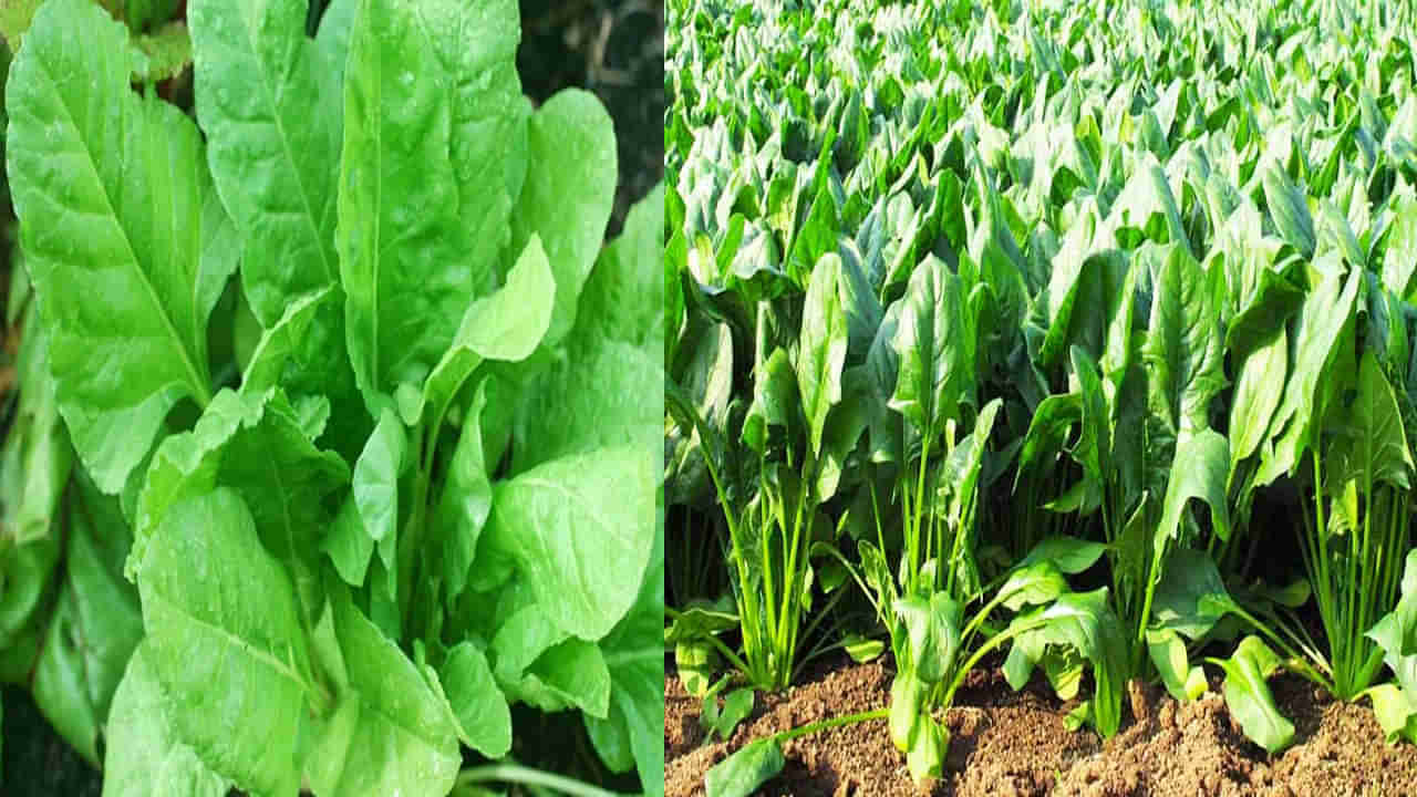 Spinach Farming: రైతుల అదృష్టాన్ని మారుస్తున్న పాలకూర సాగు.. లక్షల్లో సంపాదన.. పూర్తి వివరాలు మీకోసం