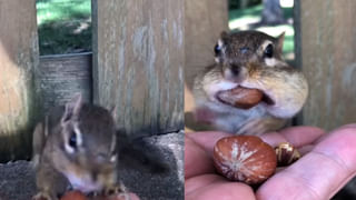 Video Viral: నీ గుండె ధైర్యానికి సలాం బాసూ.. గాల్లో ప్రయాణిస్తున్న విమానం నుంచి అమాంతం కిందికి..