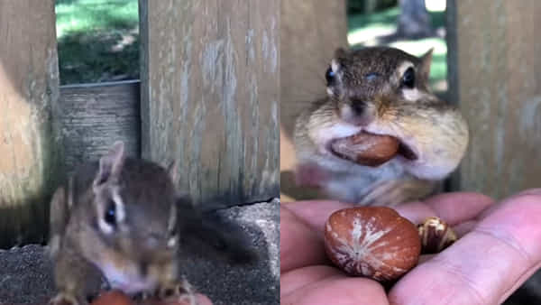 Video Viral: తినమని ఉడతకు ఆహారం అందిస్తే.. అది చేసిన పనికి షాక్ అవ్వాల్సిందే.. వీడియో వైరల్