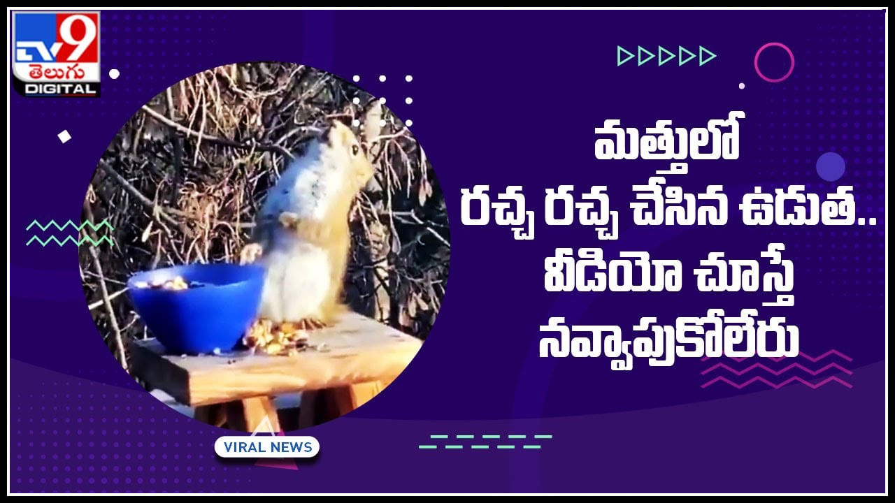 Squirrel Viral Video: తప్పతాగి తూలుతూ, రచ్చ రచ్చ చేసిన ఉడుత మామ.. ఇంత ఎక్కేసిందా..