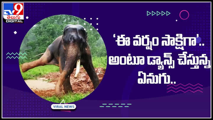 Elephant dance: ‘ఈ వర్షం సాక్షిగా’.. అంటూ డ్యాన్స్ చేస్తున్న ఏనుగు.. వీడియో చూసి నెటిజన్లు ఫిదా... Elephant dance: ‘ఈ వర్షం సాక్షిగా’.. అంటూ డ్యాన్స్ చేస్తున్న ఏనుగు.. వీడియో చూసి నెటిజన్లు ఫిదా...