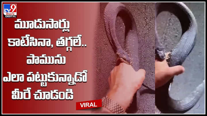Shocking Video: మూడుసార్లు కాటేసినా.., తగ్గలే అంటూ పామును ఎలా పట్టుకున్నాడో మీరే చూడండి.. Shocking Video: మూడుసార్లు కాటేసినా.., తగ్గలే అంటూ పామును ఎలా పట్టుకున్నాడో మీరే చూడండి..