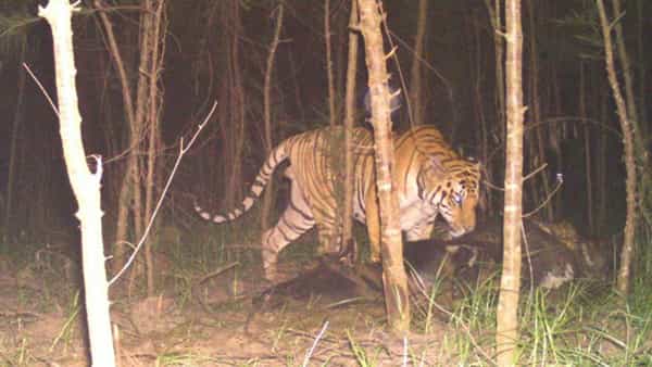 Tiger Tension: మకాం మార్చి ఆ జిల్లా వాసులను భయపెడుతున్న బెంగాల్ టైగర్.. ఆవుపై దాడి
