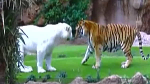 Viral Video: ప్రేమంటే ఇదేరా.. ఈ రెండు పులుల లవ్ చూస్తే మీకు జలసీ వచ్చేస్తుంది.. వీడియో వైరల్..