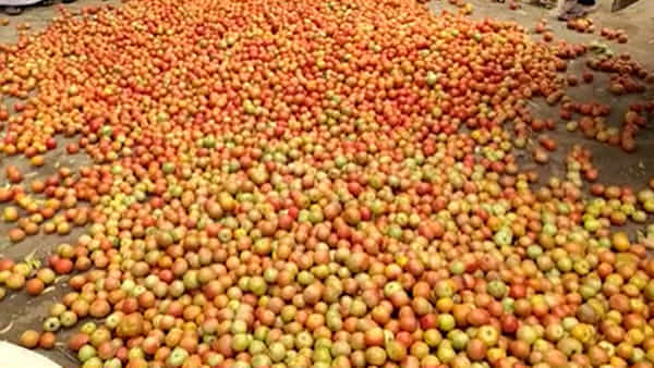 Andhra Pradesh: టమాటా ధరలు మళ్లీ ఢమాల్.. మరీ ఇంత దారుణంగానా.. పాపం రైతులు