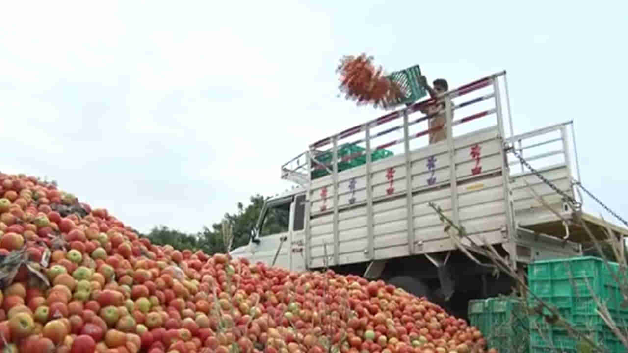 Tomato Price: టమాట రైతులకు భారీ షాక్‌.. భారీగా తగ్గిన ధర.. ప్రస్తుతం మార్కెట్ ధర ఎంతో తెలుసా..