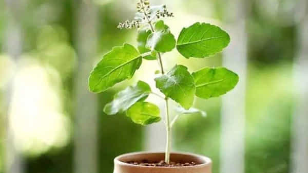Tulsi Side Effects: తులసి అతి వినియోగం వంధ్యత్వానికి కారణమవుతుందా? షాకింగ్ వివరాలు మీకోసం..!