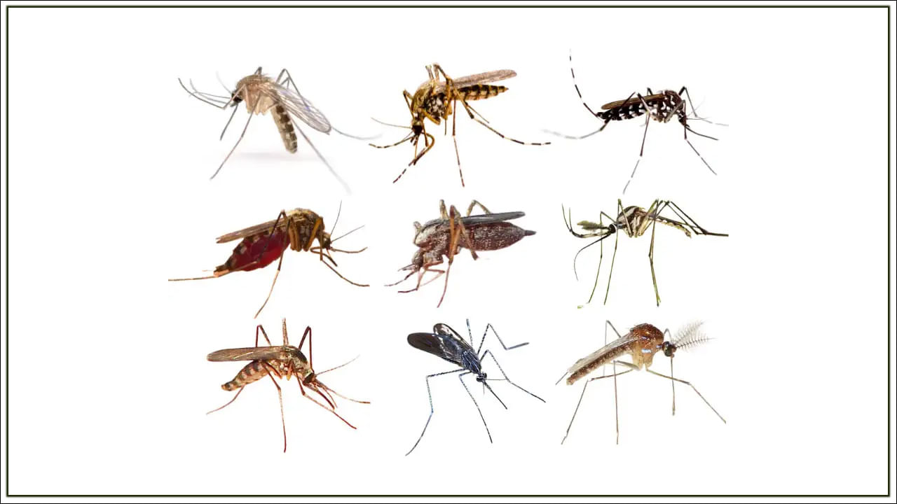 Types of Mosquitoes: దోమలు ఎన్ని రకాలు ఉంటాయో తెలుసా..? ఏ దోమతో ఎలాంటి వ్యాధి.. ఆసక్తికర విషయాలు