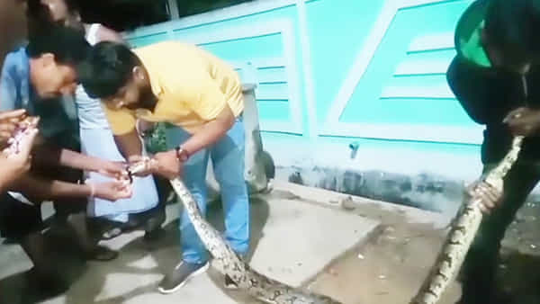Viral Video: అర్ధరాత్రివేళ ఇంట్లోకి చొరబడ్డ కొండచిలువ..బాబోయ్.. చూస్తుండగానే ఏం చేసిందంటే..!