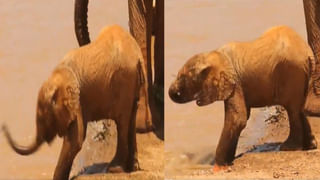 Viral Video: విమానం కిందికి దూసుకెళ్ళిన కారు.. వెంట్రుకవాసి దూరంలో తప్పిపోవడం అంటే ఇదేనేమో..