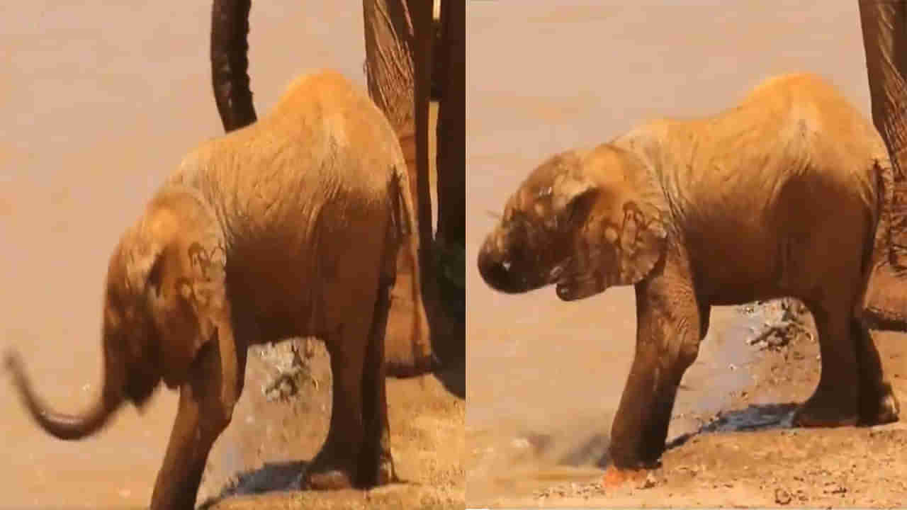 Viral Video: తొండంతో నీరు తాగడానికి ప్రయత్నిస్తున్న బుల్లి ఏనుగు.. నవ్వులు పూయిస్తోన్న వీడియో..