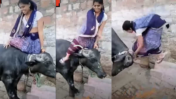 Viral Video: లైక్స్ కోసం ట్రై చేసింది.. కానీ గేదె చేసిన పనికి పాపకు దిమ్మ తిరిగింది