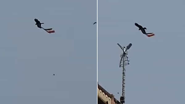 Viral Video: నాగార్జున సాగర్ ప్రాజెక్ట్ వద్ద విచిత్ర సంఘటన.. జాతీయ జెండాతో ఆకాశంలో విహరించిన కాకి..