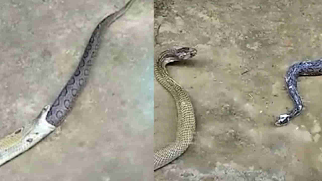 Viral Video: తనకు ఎదురైన రక్తపింజరను మింగిన తాచు పాము.. షాకింగ్ వీడియో నెట్టింట్లో వైరల్