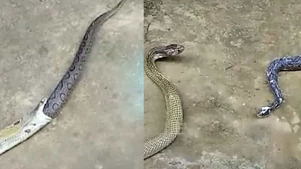 Viral Video: తనకు ఎదురైన రక్తపింజరను మింగిన తాచు పాము.. షాకింగ్ వీడియో నెట్టింట్లో వైరల్